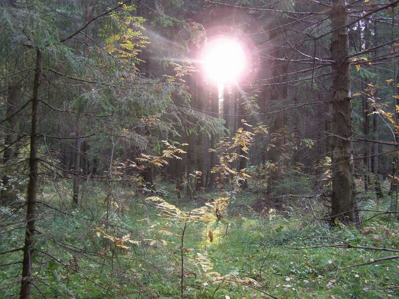 В интернете полно иллюстраций, но большая часть из них — просто подделка. Помните, что шаровые молнии встречаются крайне редко