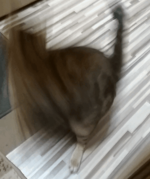 Лапы в руки и бегом.