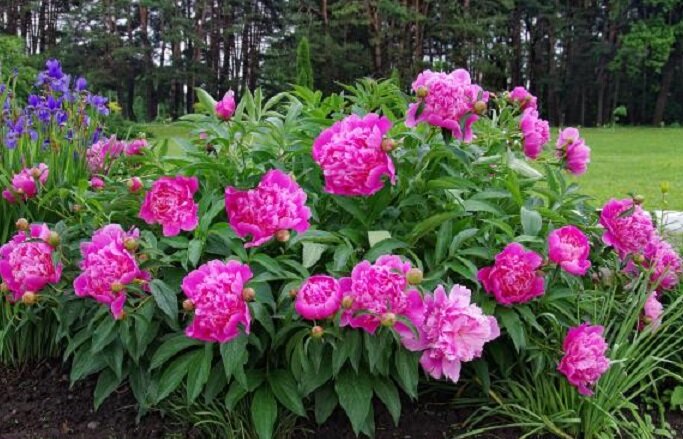 Фото. Куст красивых пионов.
