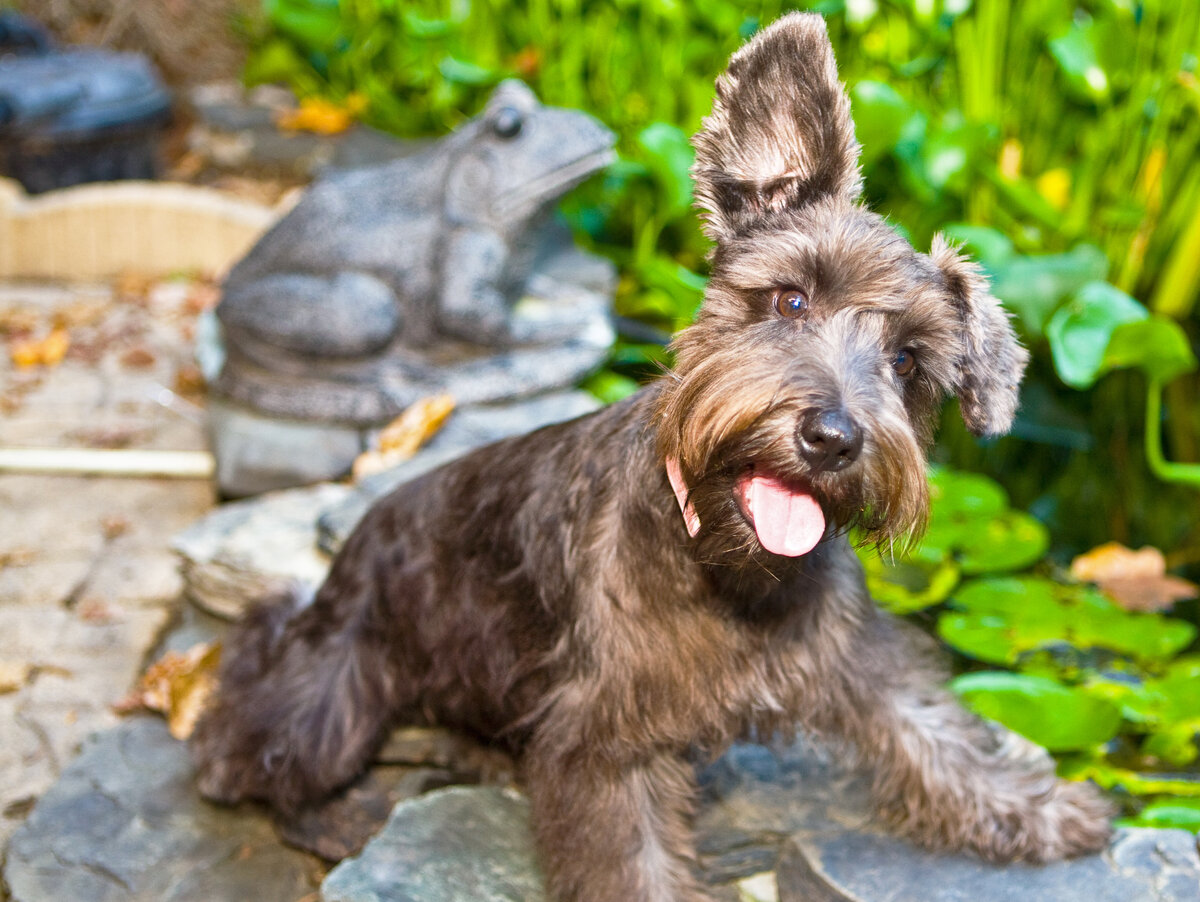 Водка не поможет собаке выздороветь!