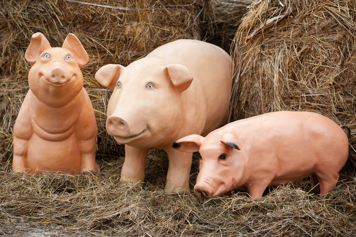 желтая свинка. желтая свинья. желтый поросенок. 2019 год. желтый земляной кабан.