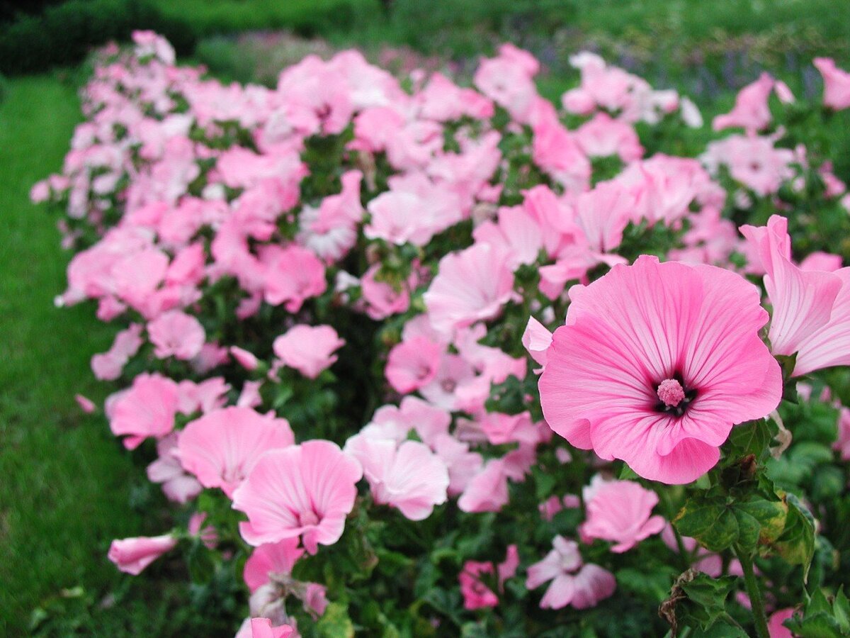 Lavatera trimestris