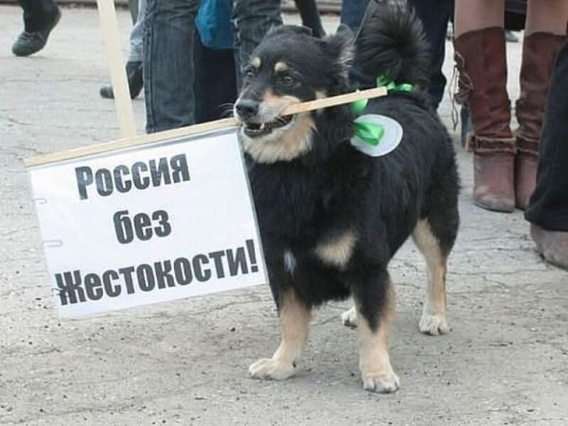 Жестокое обращение с животными. Закон о защите животных. Россия без жестокости.