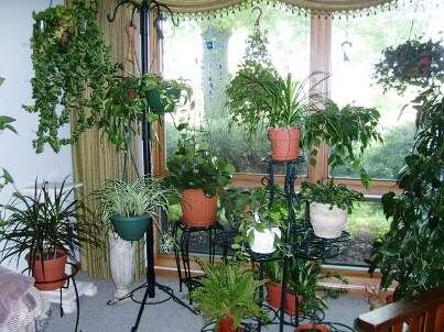 Горшечные растения, которые растут до нескольких метров (например: коралловая пальма, арека, пальма Canary date, monstera dziurawa), могут быть «живым» дополнением к интерьеру. Пространство идеально подходит для них в двухуровневом доме или квартире с мезонином. Подойдут такие растения как  бамбук или даже плющ имеют возможность свободного роста и тонкого различия. Такие растения заполняют пространство в нашем интерьере, и делают его более изысканым.