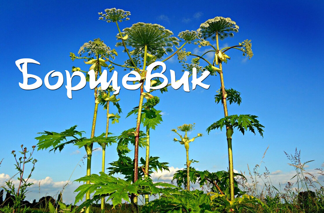 Борщевик