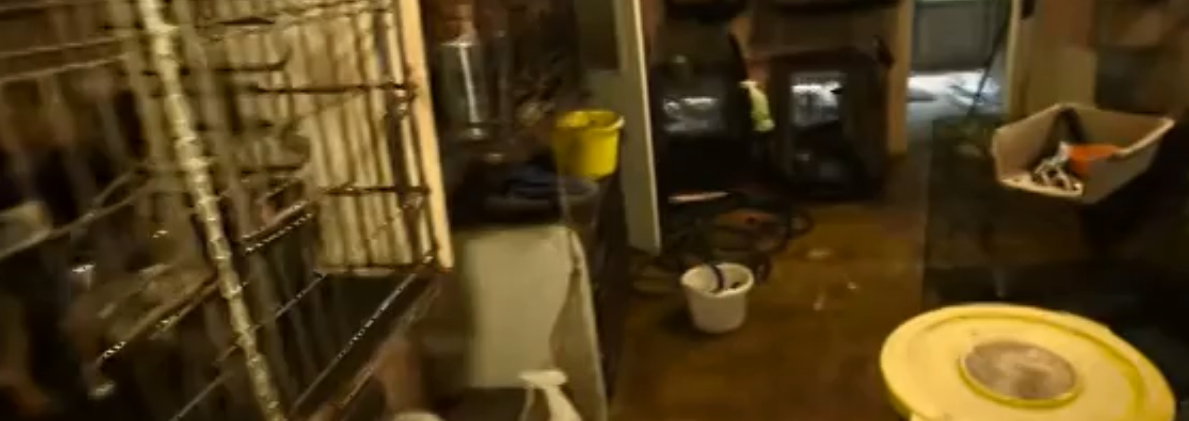 Место где нашли собак