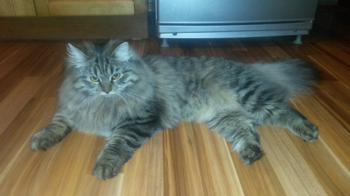 Такой окрас у сибирских кошек очень часто встречается, называется он черный пятнистый табби. Белочка, как зовет ее хозяйка, проживает в г.Тюмень.