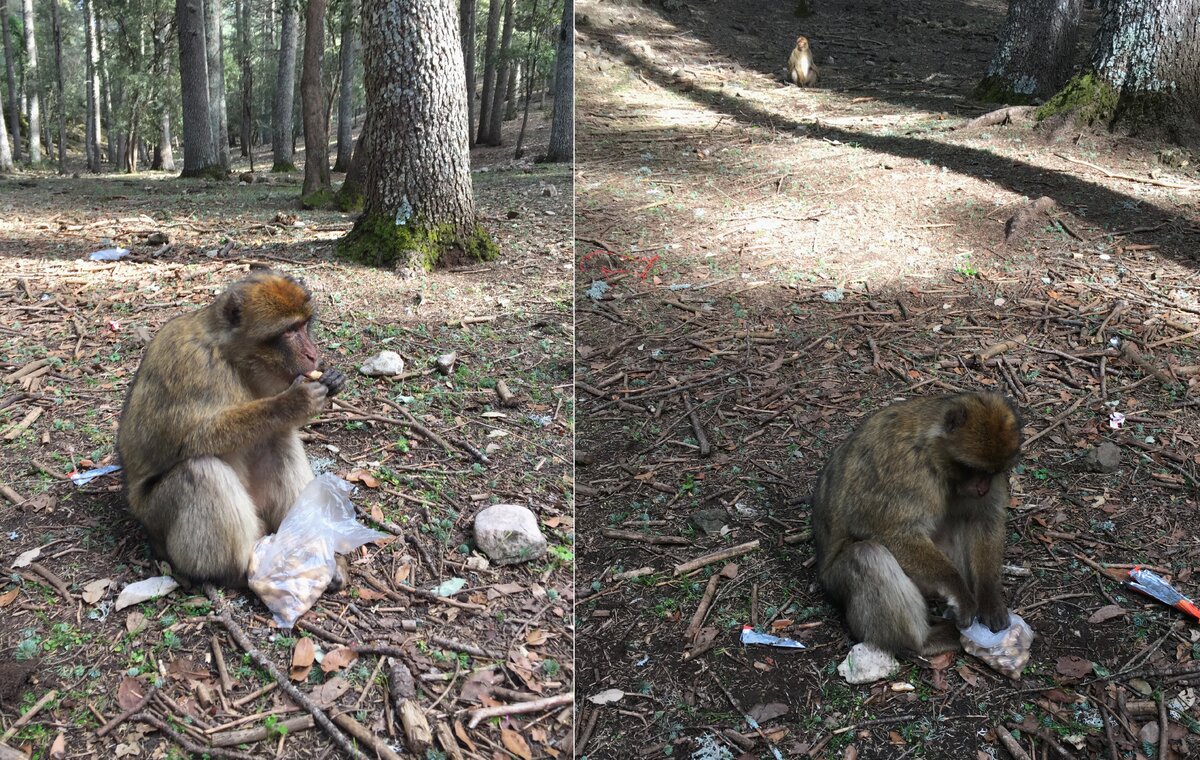 Место открытий: раньше до меня не доходило, что кедр – хвойное дерево, и раньше я не знала, что обезьяны спокойно живут в хвойном лесу. 