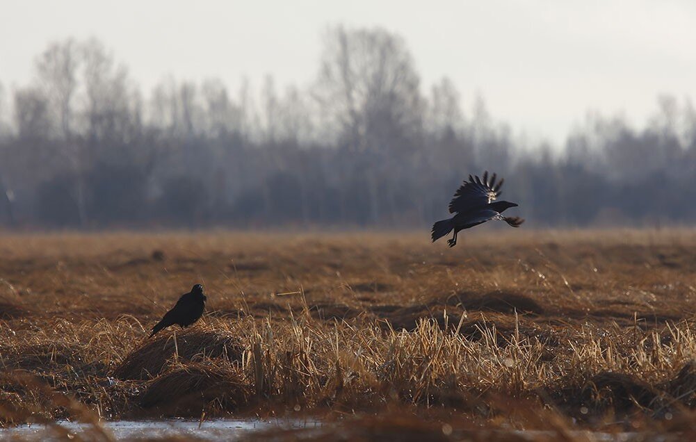 Вороны собираются на рыбалку