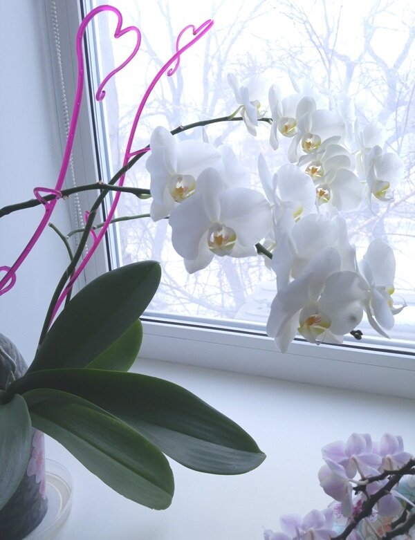   Самые популярные и распространённые домашние орхидеи относятся к роду Фаленопсис из семейства орхидные.