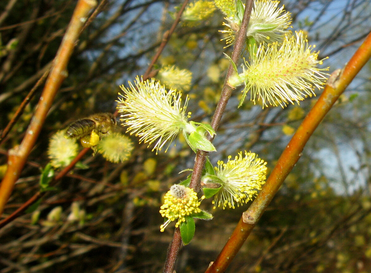 (с) весна, ива, 100 м от пасеки
