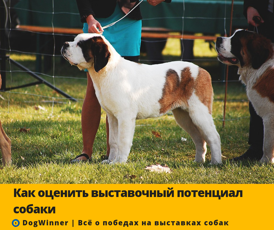 Фото: pixabay com/ru/собака-собачий-выставка-2388270/ 