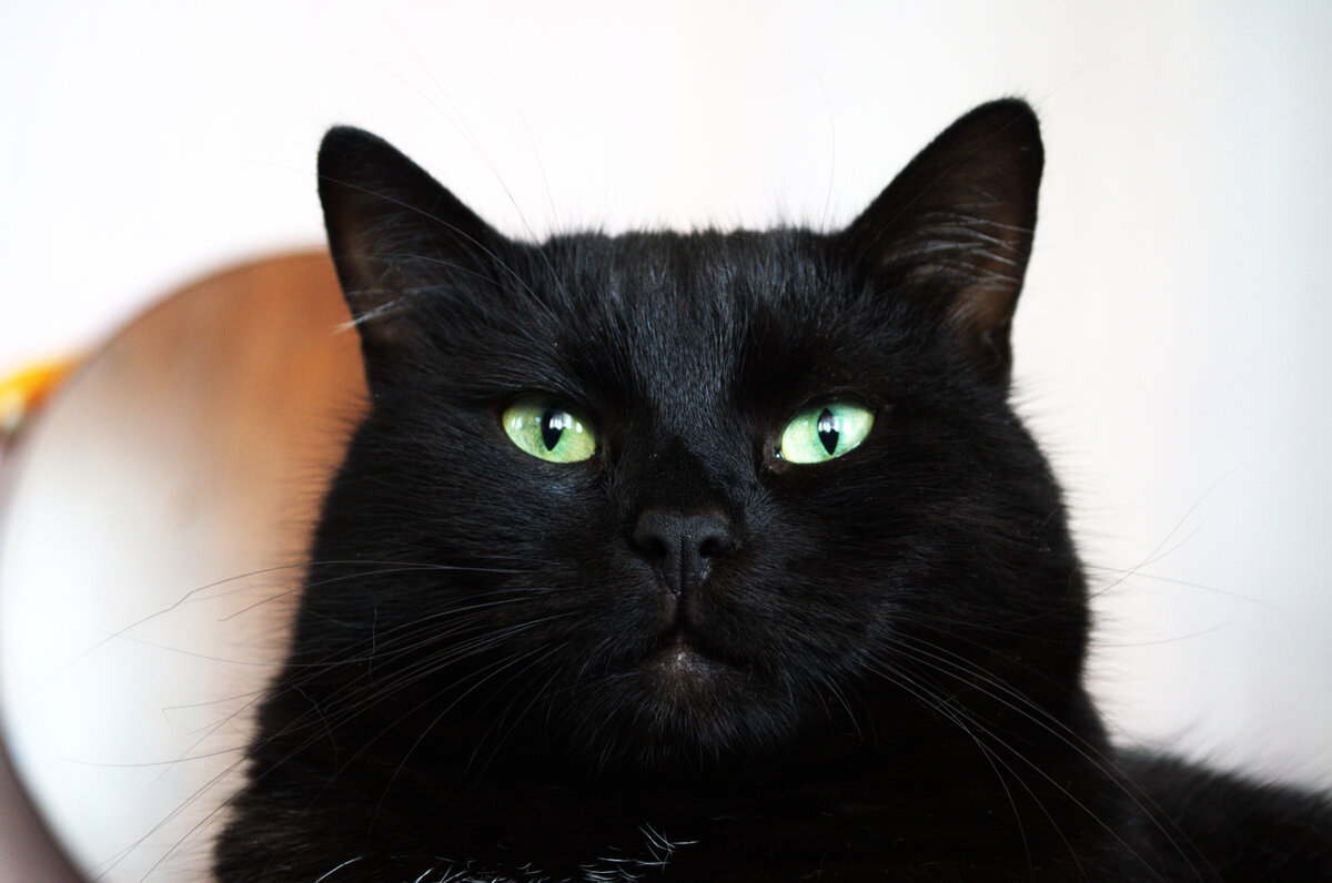 Черная кошка 