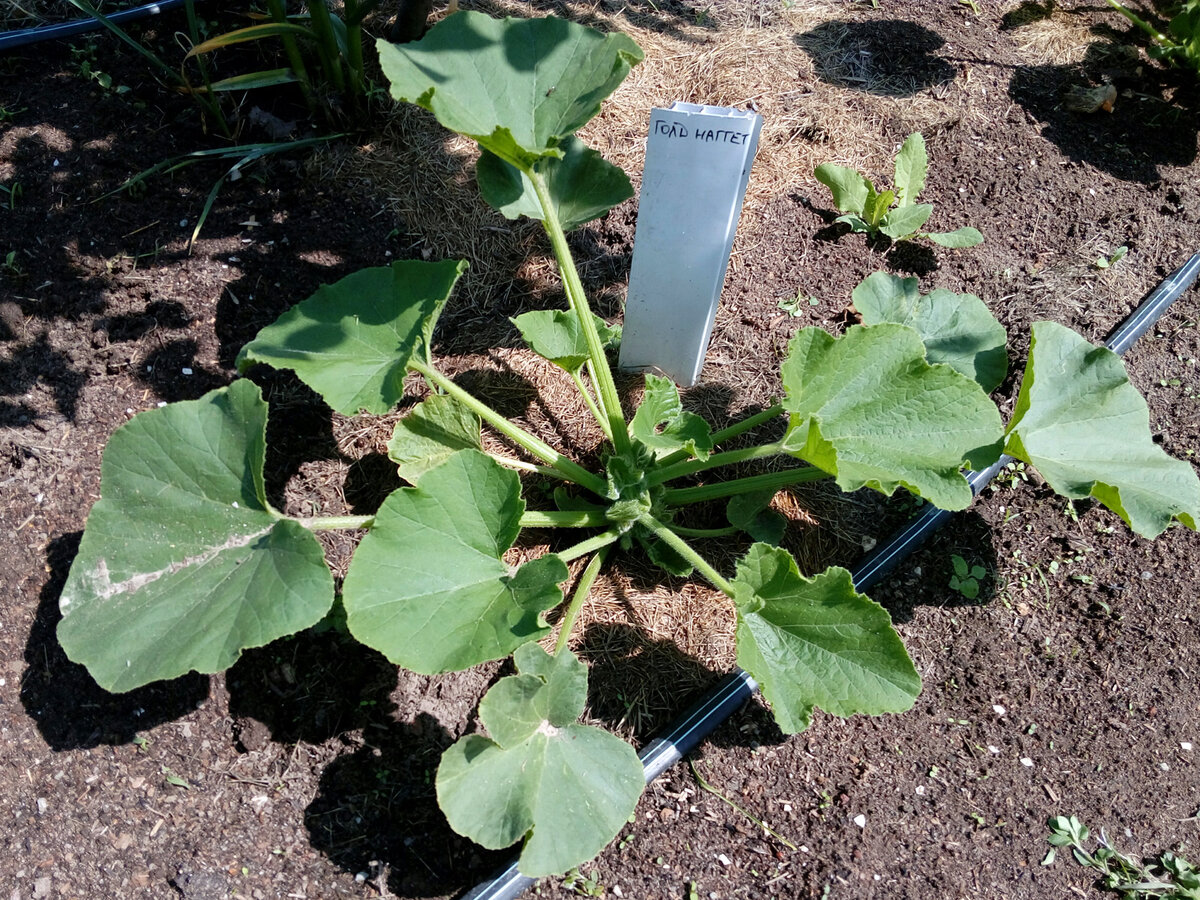 17.06.2018 Все кустики бодро растут. У корней замульчировала скошенной травой.