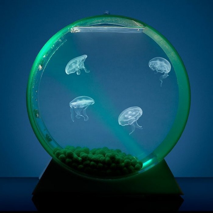 Жить в вакууме. Аквариум led desktop Jellyfish Tank. Аквариумные медузы. Аквариум с медузами Orbit 20. Аквариум с медузами.