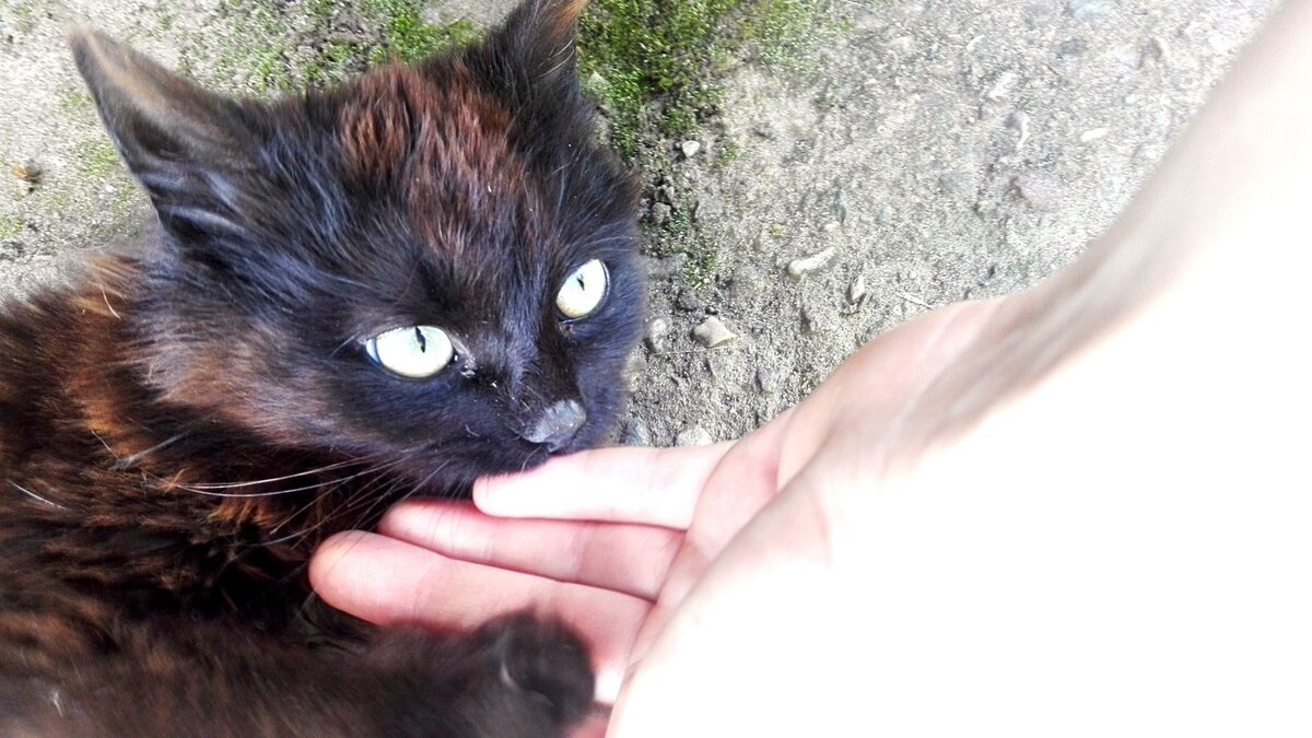 Оказалось что это кошечка и на руки она ко мне пошла, была довольно ласковой но боялась каждого шороха. Я стала подкармливать кроху, принося корм ей в гараж. 