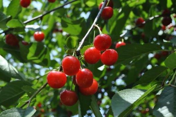 Вишня и черешня — секреты успешного урожая