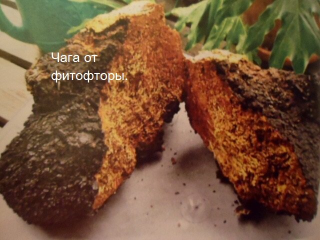 Чага - ценное медицинское сырье с полезными свойствами. Его применяют как иммуностимулятор благодаря наличию в составе органических кислот и разных микроэлементов.