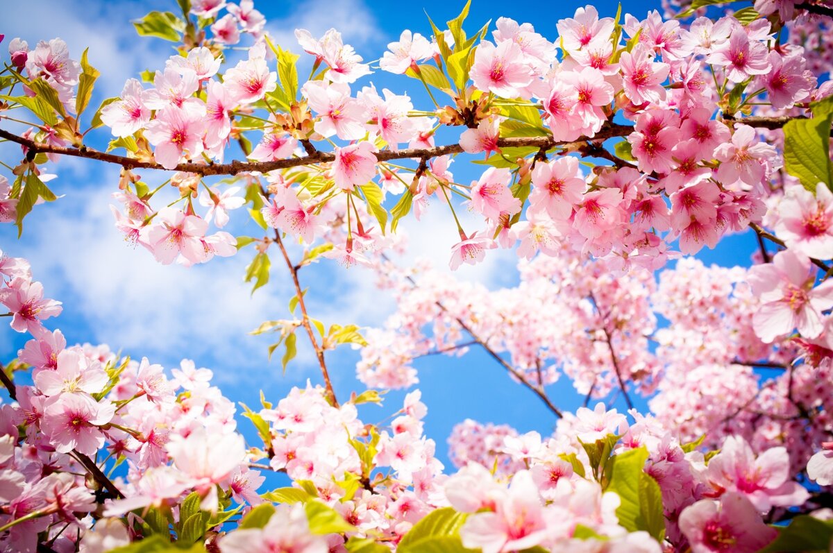 http://eskipaper.com/flower-wallpaper-34.html#gal_post_38110_flower-wallpaper-34.jpg