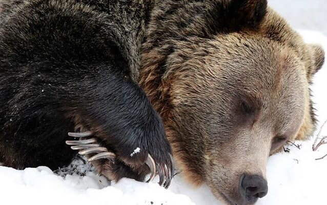 Медведь в спячке