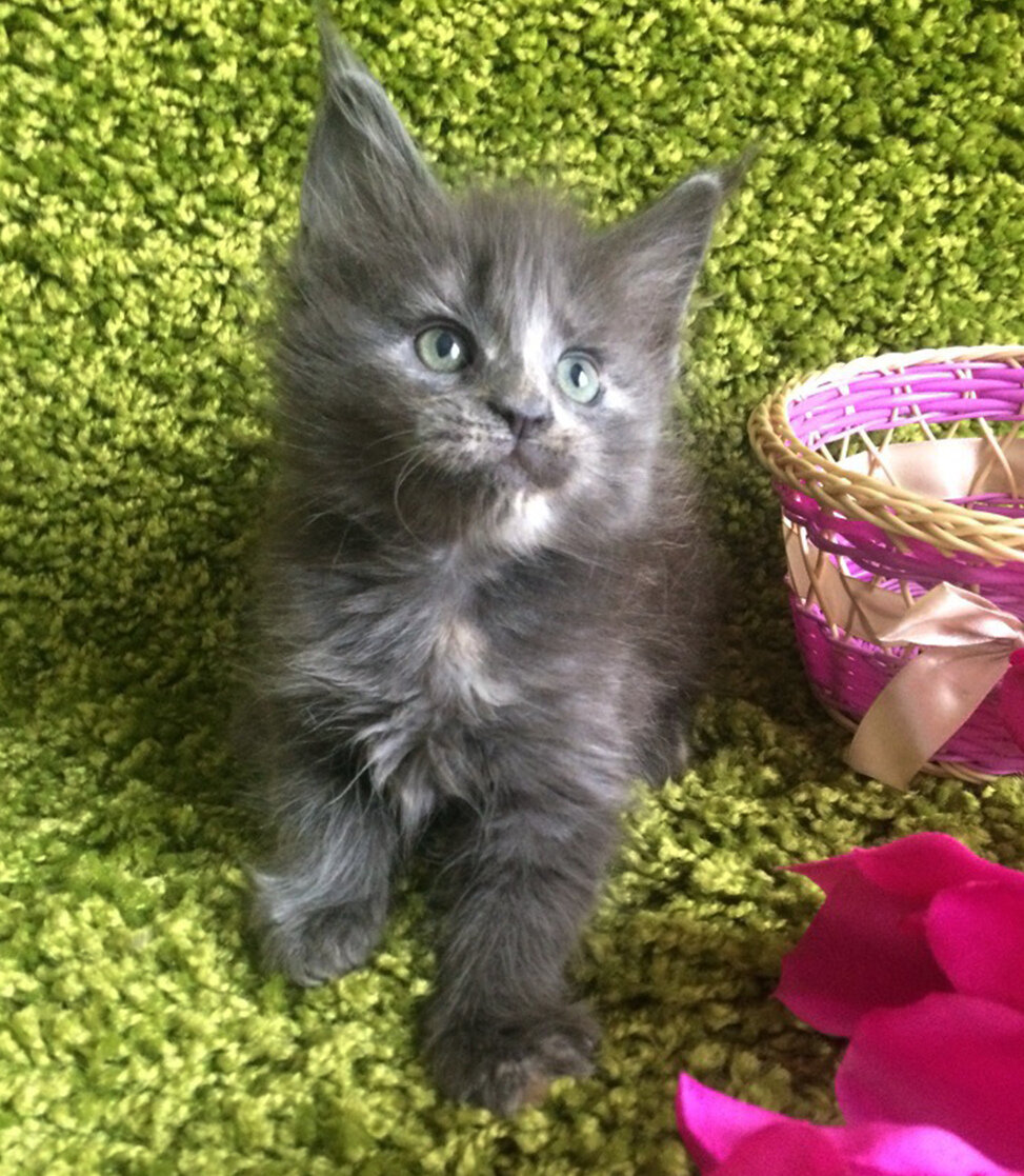 Фото котёнка из питомника Adamand-coon