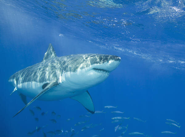 Ложный факт: Акулы невосприимчивы к раку. 
Реальность: Миф о том, что акулы не могут заразиться раком, был создан И. Уильямом Лейном для продажи акульего хряща в качестве потенциального лекарства от рака.