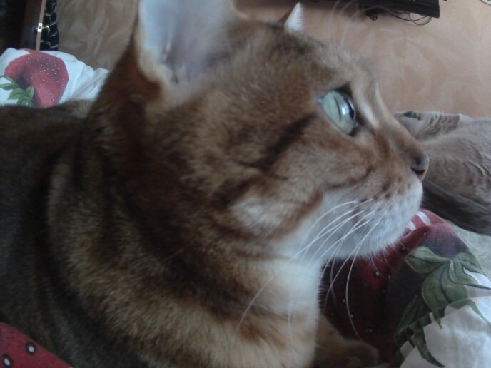 Наш кот Нарцисс. Любимый хулиган и забияка.