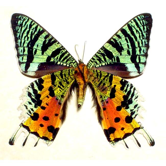 самец урании