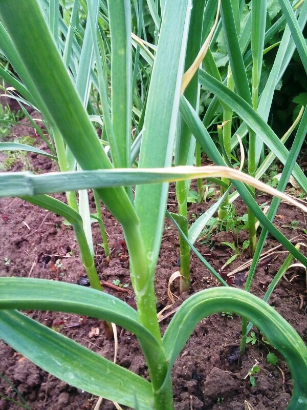 Если у чеснока желтеют кончики листьев в июне, то причиной могут быть трипсы, поселившиеся на донце зубчиков в почве