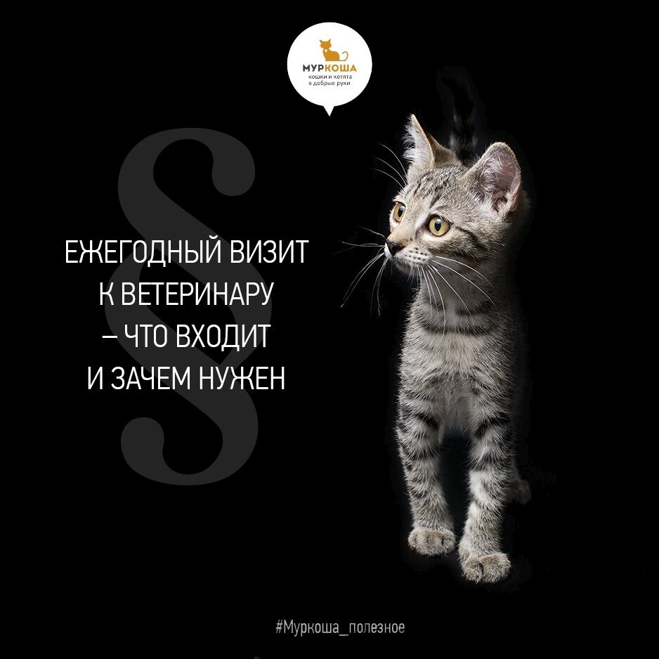 Полезную статью про ежегодный визит к ветеринару вы можете прочитать на нашем сайте - http://www.murkosha.ru/  На фото - трогательная и нежная Бэйби Спайс, которая уже уехала в свой новый Дом!