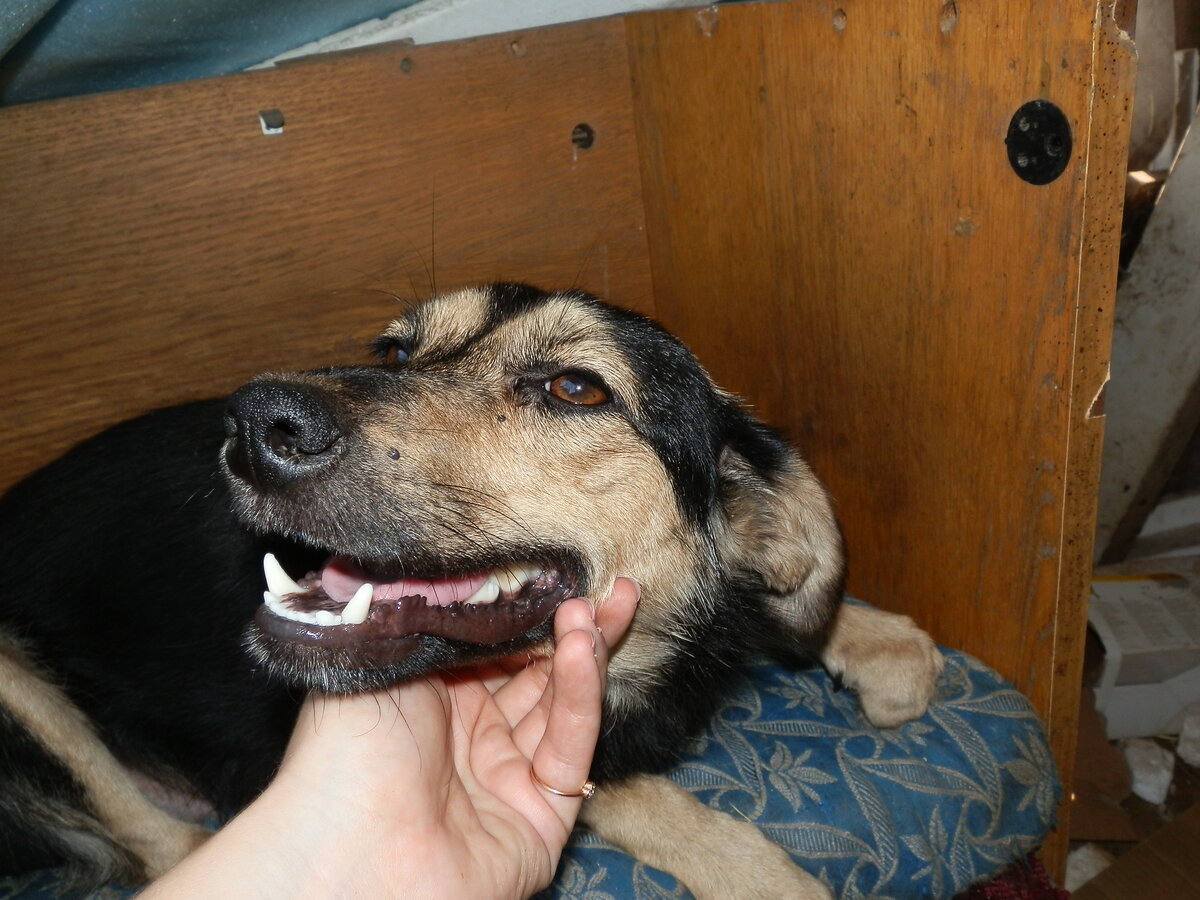 Фото: приют "DogHope"