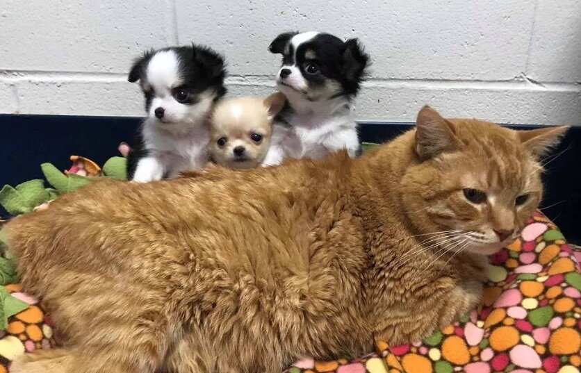 Фото: Lollypop Farm