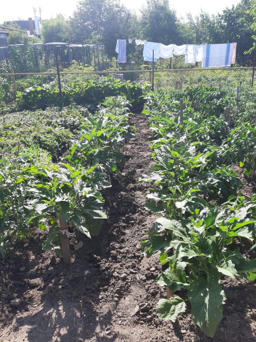 Приготовила грядку к мульчированию - прорыхлила и убрала сорняки