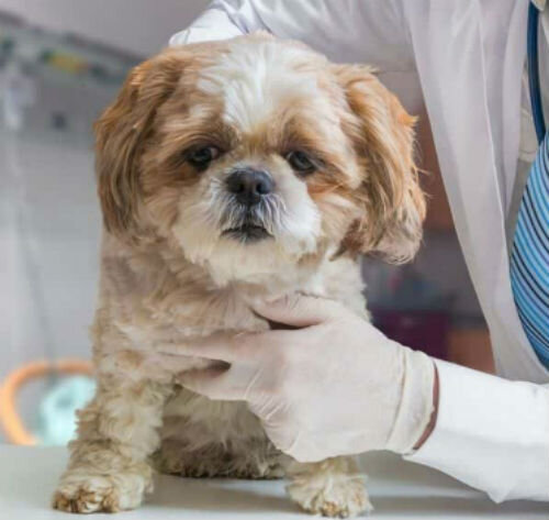 Лечение симптомов рвоты пеной, слизью, едой у собак в ветклинике Живаго в Омске