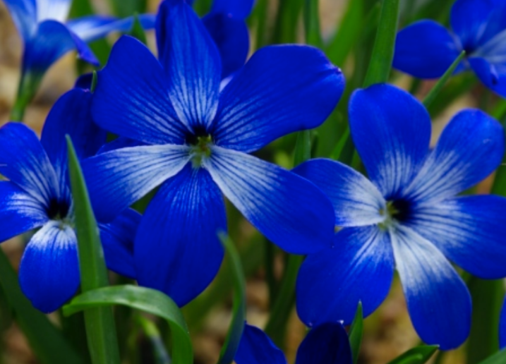 Считалось, что чилийский крокус, "Tecophilaea cyanocrocus", вымер, пока не был вновь открыт в 2001 году. С тех пор он считался находящимся под угрозой исчезновения в соответствии с руководящими принципами ICUN. (Ричард Уилфорд / Стокгольмский университет)