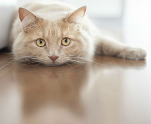 Поджелудочная железа у кошек: строение, функции, заболевания