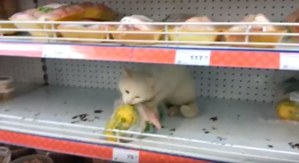 Вот так выглядит этот котик ворующий еду.