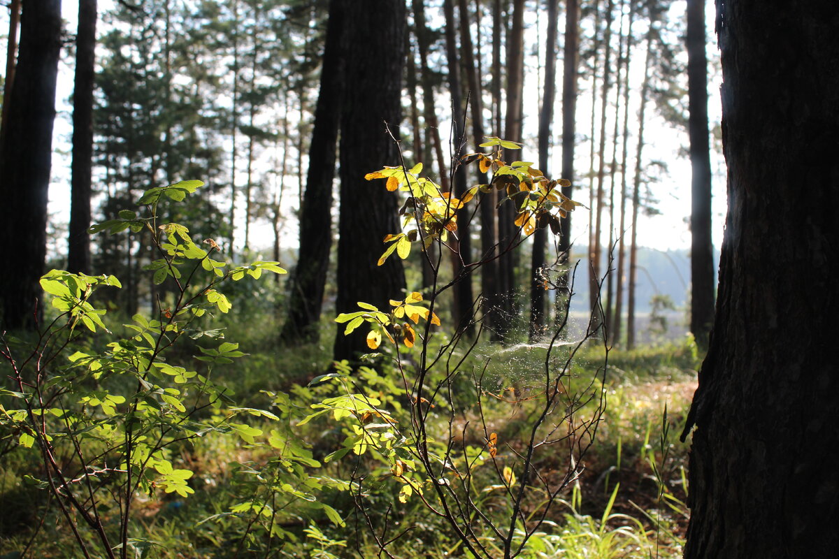 Чернеют сосны.