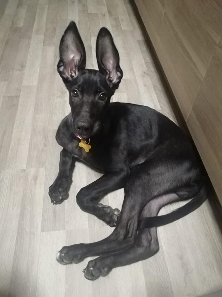 Щенок Джано из Банды Дворян