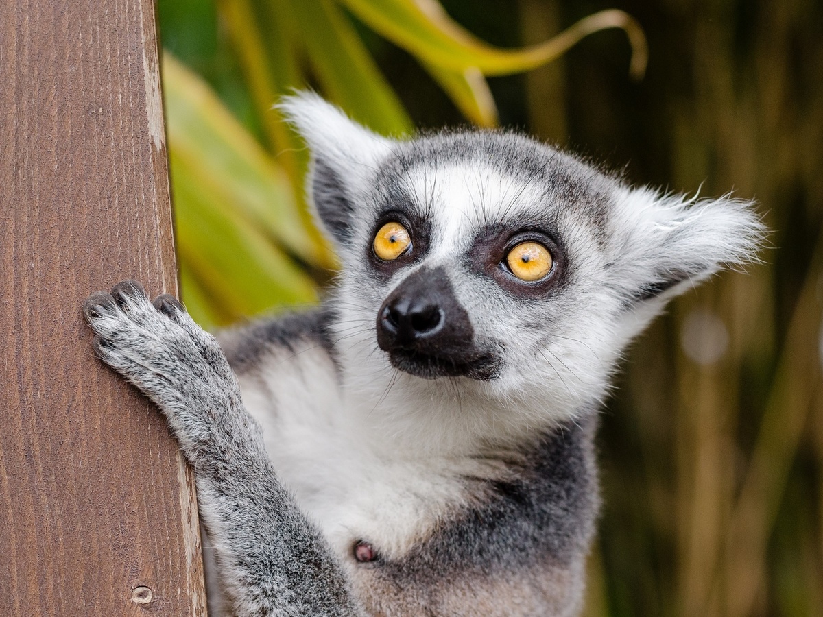 Я - самое милое животное