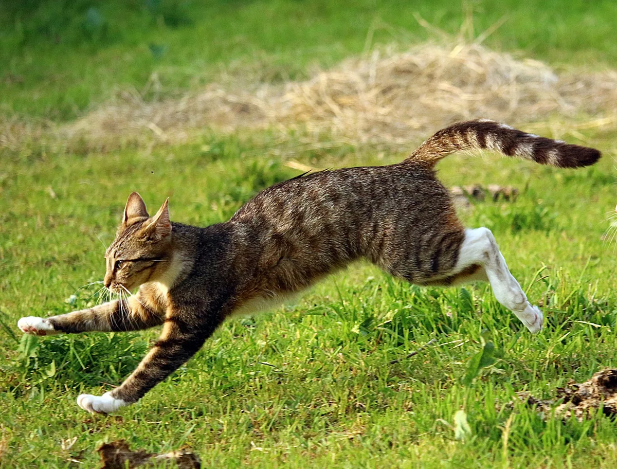 скорость кота