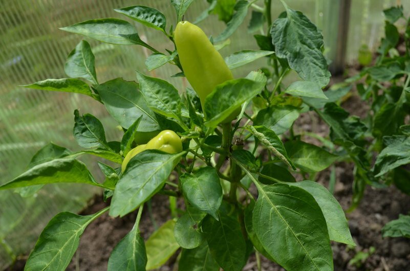 Здоровый перец растет в теплице.