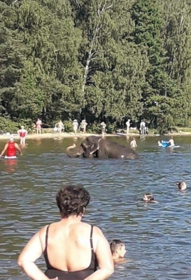 Слон купается в озере Висагинас. Июнь 2019 года