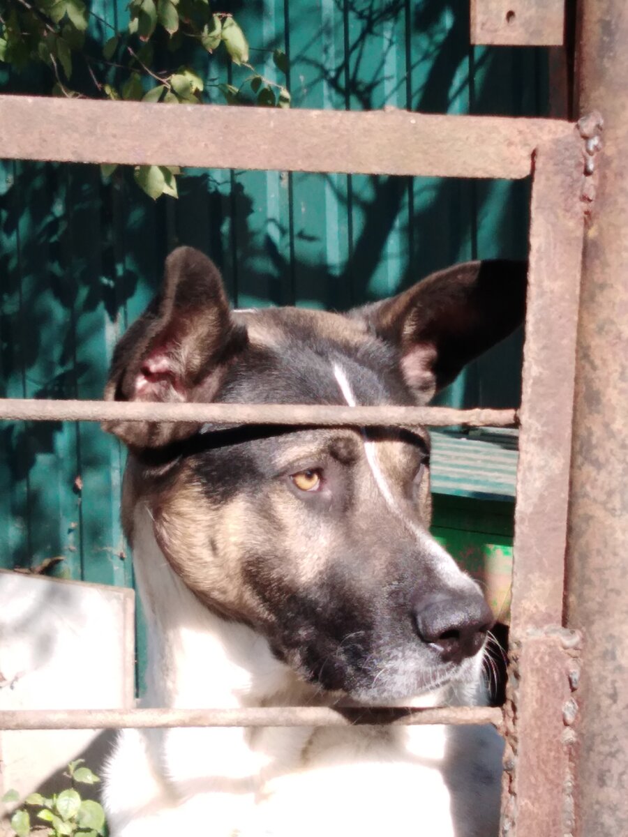 Собака в вольере