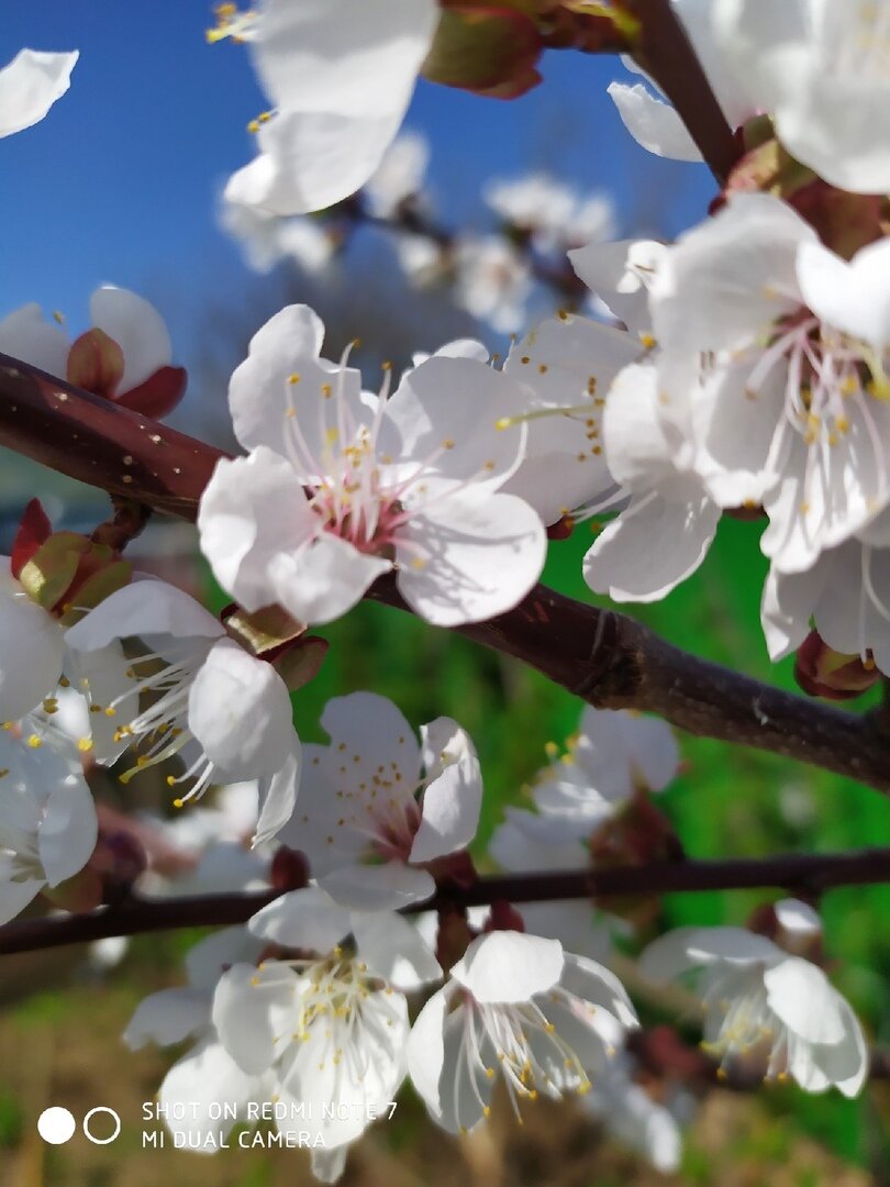 Через 5 месяцев, тут будут висеть прекрасные яблоки.