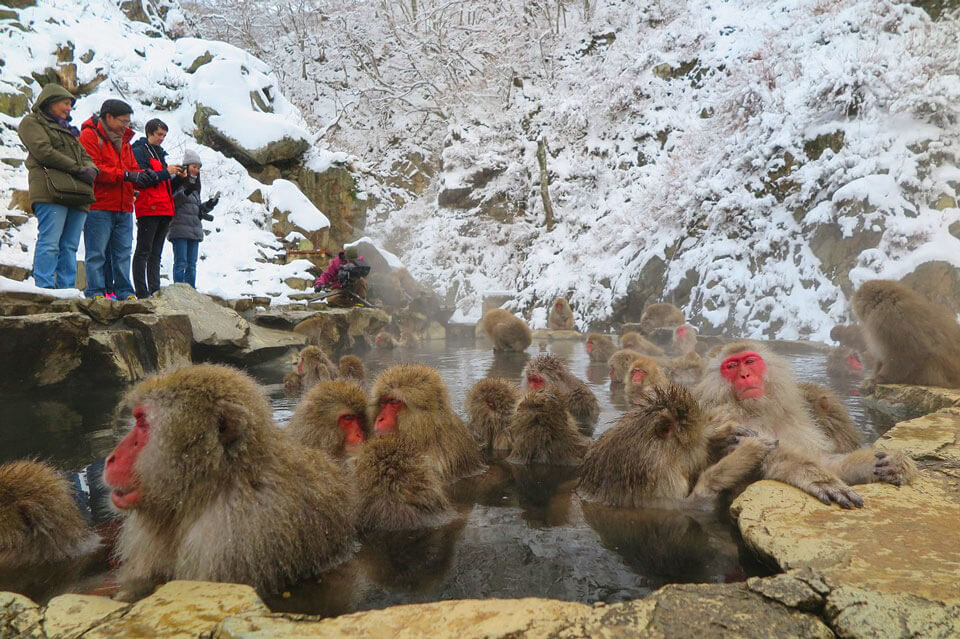 Парк джигокудани япония. Обезьяны в японии в горячих. Обезьянка в термальных источниках японии. Парк джигокудани япония. Макаки в японии в термальных источниках.