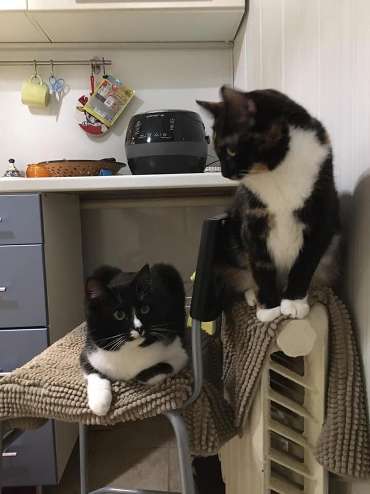 У Маркуша и Клео - настоящая котосемья!