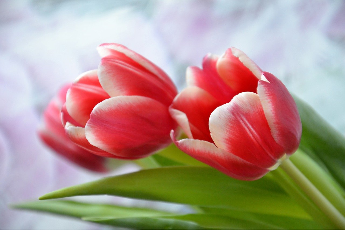 фото pixabay.com.