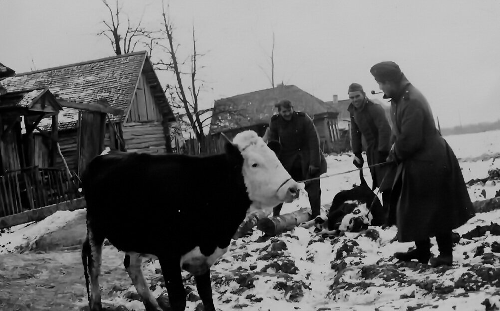 Конфискация крупного рогатого скота нацистами у крестьян на оккупированных территориях.