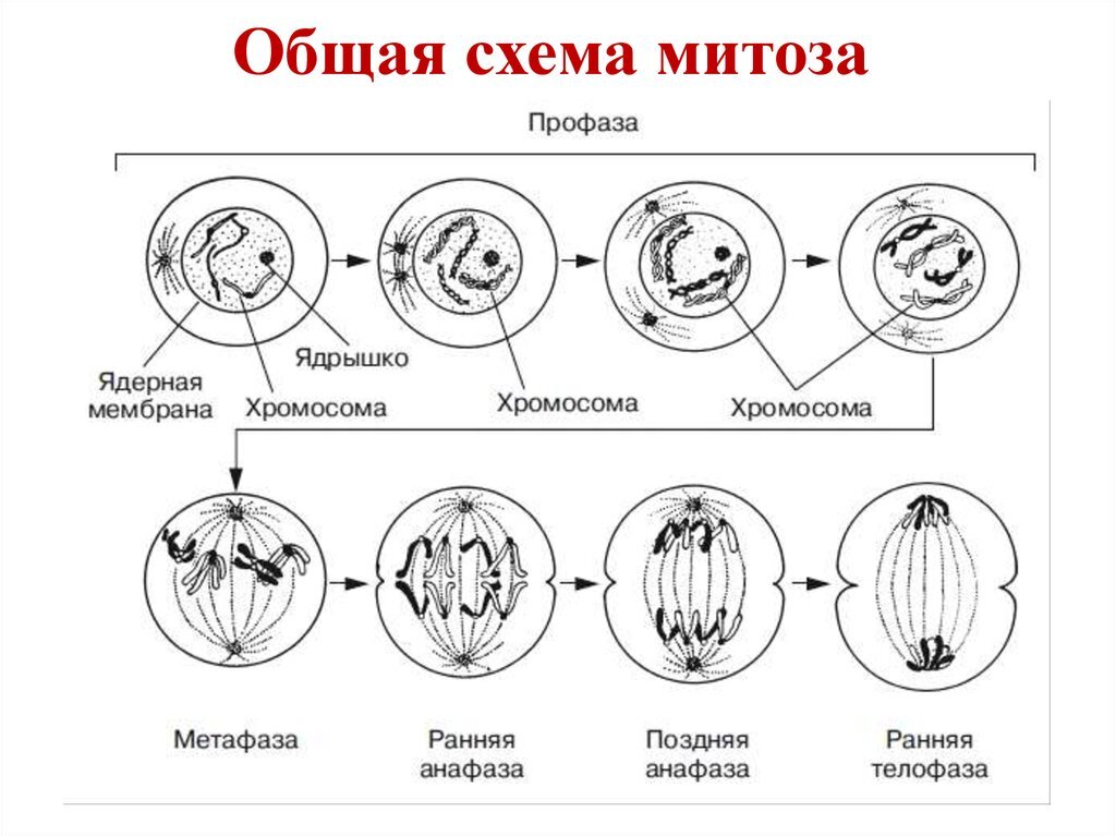 Схема мейоза в картинках